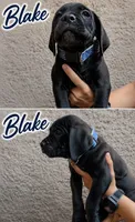 Blackie, a male Cane Corso for sale in Los Angeles, CA – 2 of 4