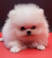 Benzo, a male Pomeranian for sale in Los Angeles, CA – 4 of 4