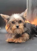 Mickey, a male Yorkshire Terrier for sale in Los Angeles, CA – 6 of 8