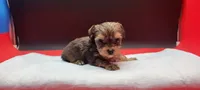 Sable, a female Yorkshire Terrier for sale in Los Angeles, CA – 3 of 5
