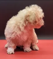 Bennie, a male Maltipoo for sale in Los Angeles, CA – 1 of 3