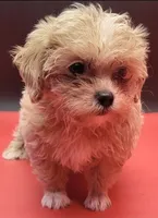 Maltipoo, a female Yorkshire Terrier for sale in Los Angeles, CA – 3 of 4