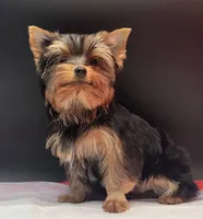 Clyde, a male Yorkshire Terrier for sale in Los Angeles, CA – 6 of 7