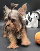 Daisy, a female Yorkshire Terrier for sale in Los Angeles, CA – 1 of 5
