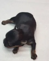 Misty, a female Yorkshire Terrier for sale in Los Angeles, CA – Photo 2 of 3