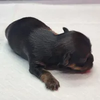 Misty, a female Yorkshire Terrier for sale in Los Angeles, CA – Photo 3 of 3