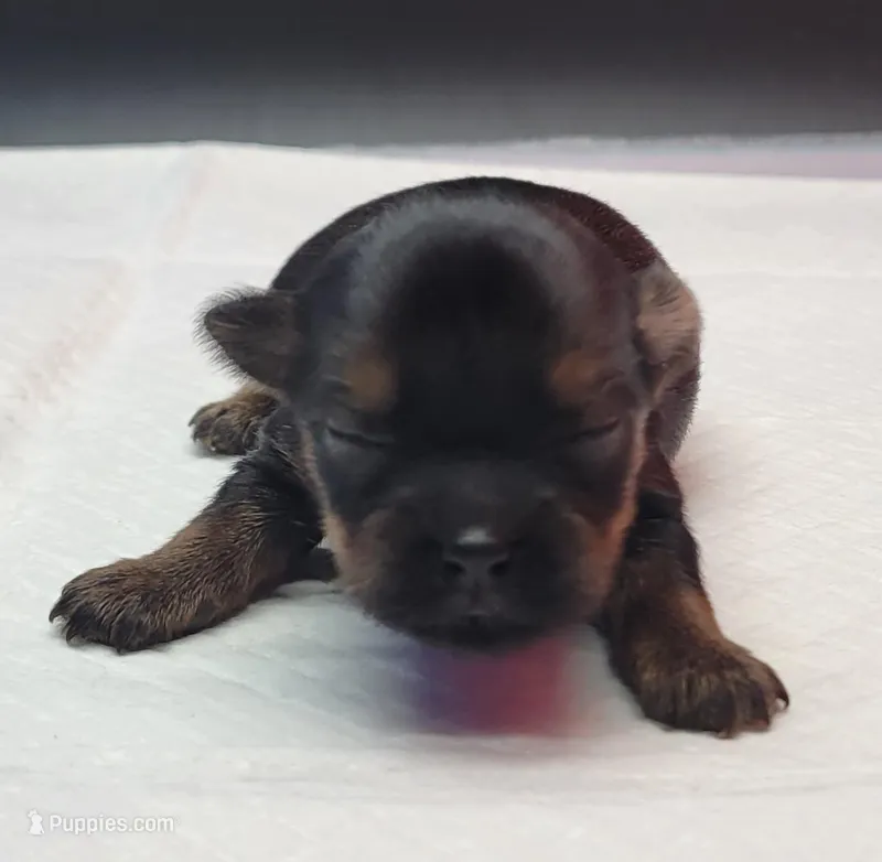 Misty – Yorkshire Terrier puppy for sale in Los Angeles, CA