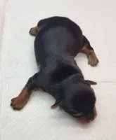 Daisy, a female Yorkshire Terrier for sale in Los Angeles, CA – Photo 6 of 6