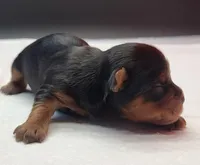 Daisy, a female Yorkshire Terrier for sale in Los Angeles, CA – Photo 3 of 6