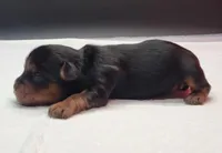 Daisy, a female Yorkshire Terrier for sale in Los Angeles, CA – Photo 5 of 6