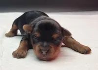 Daisy, a female Yorkshire Terrier for sale in Los Angeles, CA – Photo 1 of 6