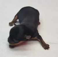 Daisy, a female Yorkshire Terrier for sale in Los Angeles, CA – Photo 2 of 6