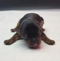 Daisy, a female Yorkshire Terrier for sale in Los Angeles, CA – Photo 4 of 6