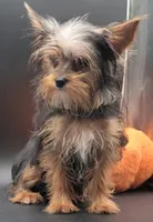 Mickey, a male Yorkshire Terrier for sale in Los Angeles, CA – 4 of 8