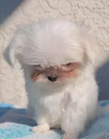 Snowie, a female Maltese for sale in Los Angeles, CA – Photo 2 of 7