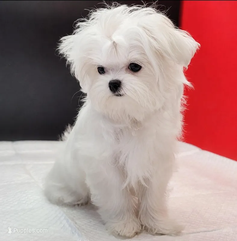 Snowie – Maltese puppy for sale in Los Angeles, CA