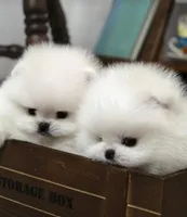 Good Quality Puppy, a female Pomeranian for sale in Los Angeles, CA – Photo 1 of 4