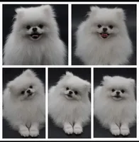 Good Quality Puppy, a female Pomeranian for sale in Los Angeles, CA – Photo 3 of 4