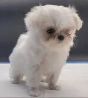 Snowie, a female Maltese for sale in Los Angeles, CA – Photo 7 of 7