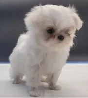 Snowie, a female Maltese for sale in Los Angeles, CA – Photo 5 of 7