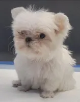 Snowie, a female Maltese for sale in Los Angeles, CA – Photo 4 of 7