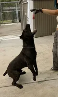 Tyga, a male Cane Corso for sale in Los Angeles, CA – 4 of 5