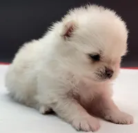 Blanco, a male Pomeranian for sale in Los Angeles, CA – Photo 2 of 4