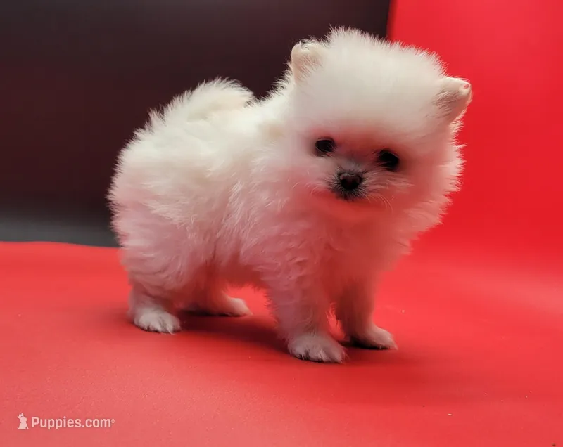 Blanco – Pomeranian puppy for sale in Los Angeles, CA