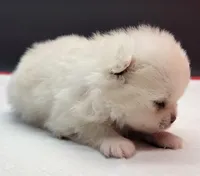 Blanco, a male Pomeranian for sale in Los Angeles, CA – Photo 4 of 4