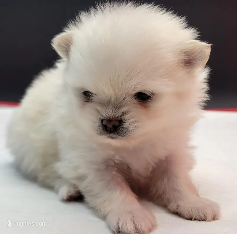Blanco – Pomeranian puppy for sale in Los Angeles, CA