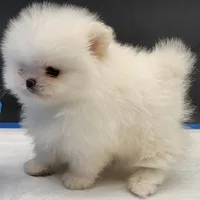 Princess Snow White, a female Pomeranian for sale in Los Angeles, CA – Photo 6 of 10