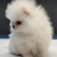 Princess Snow White, a female Pomeranian for sale in Los Angeles, CA – Photo 2 of 10