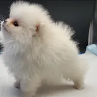 Princess Snow White, a female Pomeranian for sale in Los Angeles, CA – Photo 10 of 10