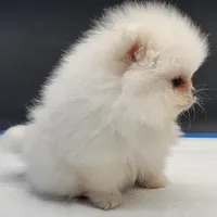 Princess Snow White, a female Pomeranian for sale in Los Angeles, CA – Photo 3 of 10