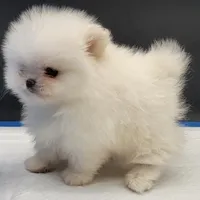Princess Snow White, a female Pomeranian for sale in Los Angeles, CA – Photo 5 of 10