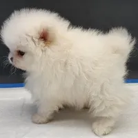 Princess Snow White, a female Pomeranian for sale in Los Angeles, CA – Photo 4 of 10