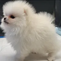 Princess Snow White, a female Pomeranian for sale in Los Angeles, CA – Photo 7 of 10