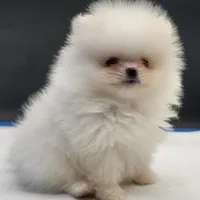 Princess Snow White, a female Pomeranian for sale in Los Angeles, CA – Photo 1 of 10