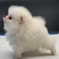 Princess Snow White, a female Pomeranian for sale in Los Angeles, CA – Photo 8 of 10