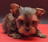 Cindy, a female Yorkshire Terrier for sale in Los Angeles, CA – 2 of 5