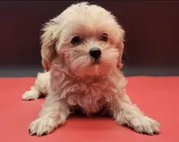 Daisy, a female Maltipoo for sale in Los Angeles, CA – 3 of 3