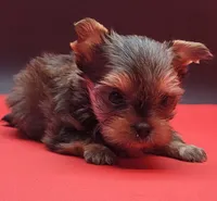 Cindy, a female Yorkshire Terrier for sale in Los Angeles, CA – 1 of 5