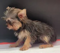 Lily, a female Yorkshire Terrier for sale in Los Angeles, CA – 5 of 6