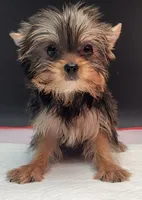 Lily, a female Yorkshire Terrier for sale in Los Angeles, CA – 6 of 6