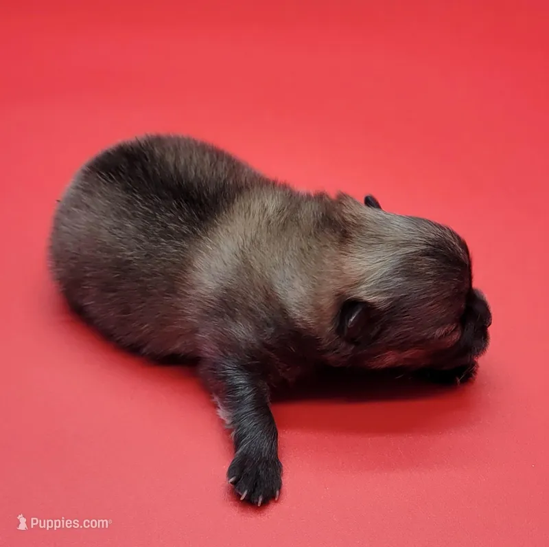 Exotic – Pomeranian puppy for sale in Los Angeles, CA