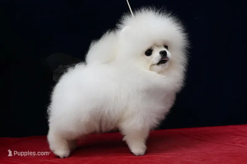 Exotic – Pomeranian puppy for sale in Los Angeles, CA