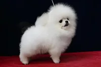 Exotic, a male Pomeranian for sale in Los Angeles, CA – 2 of 2