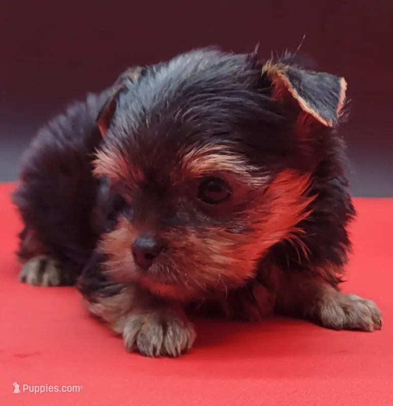 Daisy – Yorkshire Terrier puppy for sale in Los Angeles, CA