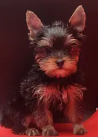 Princess, a female Yorkshire Terrier for sale in Los Angeles, CA – 2 of 2