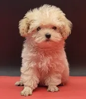 Diva, a female Maltipoo for sale in Los Angeles, CA – 2 of 2